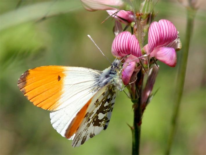 Aurorafalter mit weiß-orangen Flügeln auf einer rosa-violetter Blüte