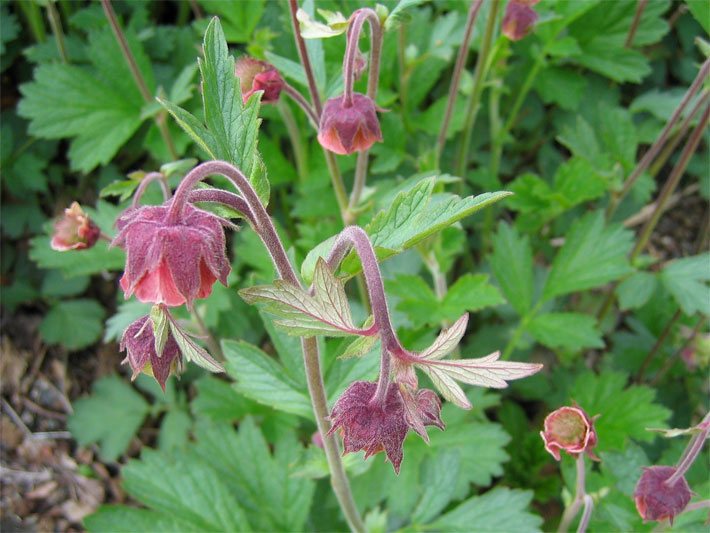 Einem Becher ähnelnde Blüten (Becherblüten) einer Bach-Nelkenwurz, botanischer Name Geum rivale, mit rötlich-braun-purpurfarbener Blüten-Farbe