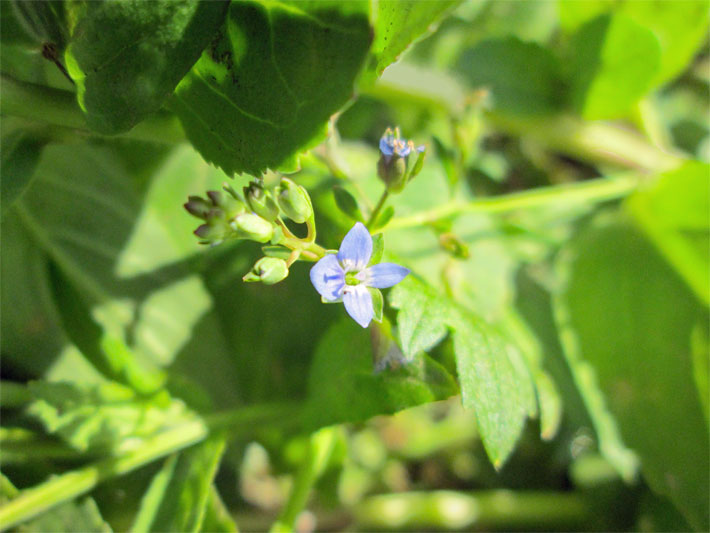 Hellblau blühender Bach-Ehrenpreis, auch Bachbunge, botanischer Name Veronica beccabunga