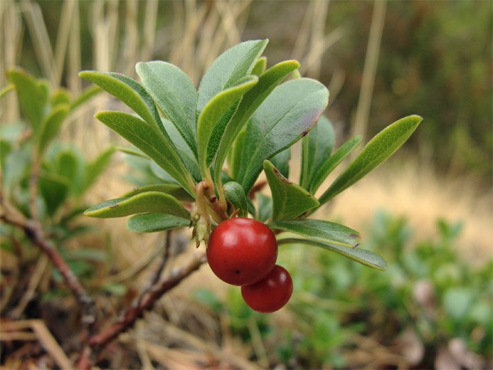 Bärentrauben-Pflanze mit grünen Blättern und reifer, leuchtend-roter Frucht