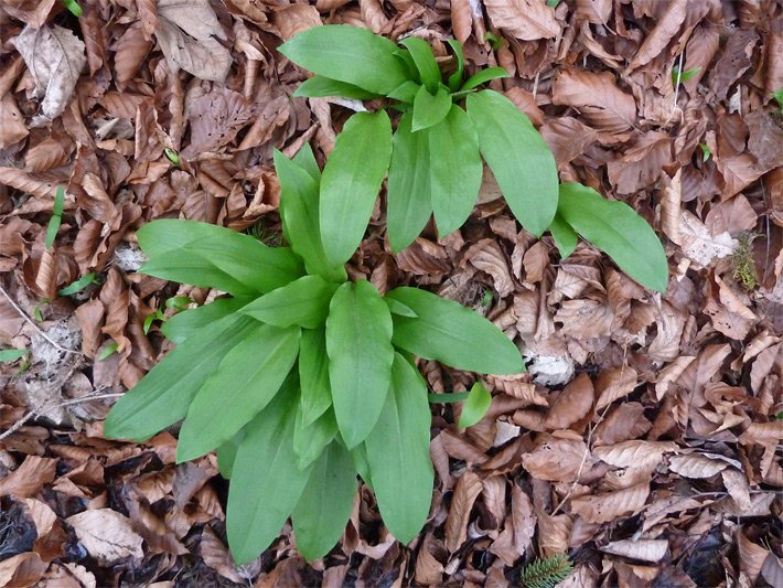 Grüne Bärlauch-Kräuter-Blätter, botanischer Name Allium ursinum, im Wald umgeben von verwelkten, braunen Laubbaum-Blättern