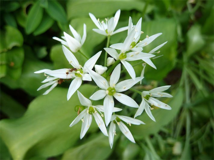 Weiße Bärlauch-Blüten, botanischer Name Allium ursinum