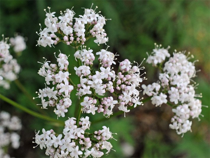 Trichterblüten mit weißer Blüten-Farbe von einem Echten Baldrian, botanischer Name Valeriana officinalis