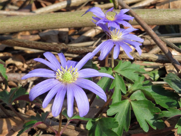 Blass-violett blühendes, verwildertes Balkan-Windröschen, botanischer Name Anemone blanda, im Wald mit Holz-Ästen