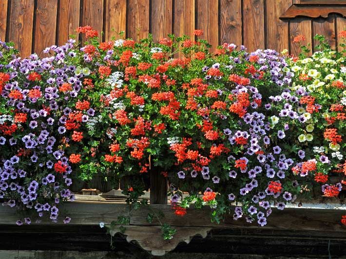 Rote Geranien/Pelargonien (Pelargonium) sowie weiß-violette und gelbe Petunien (Petunia) als Balkonblumen auf einem Holzbalkon von einem Haus