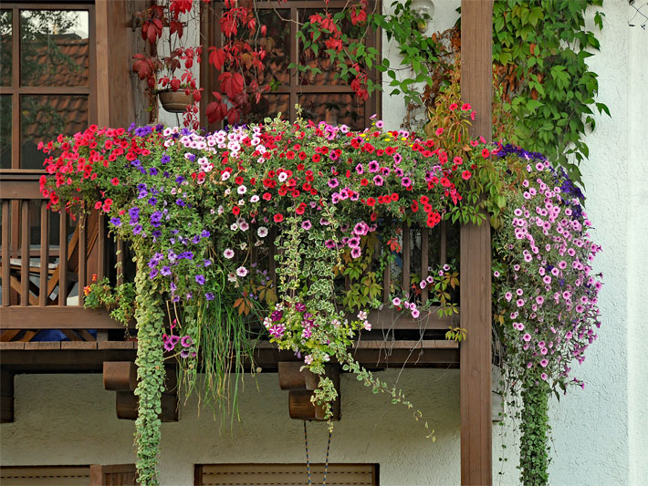 Balkonblumen auf einem dunkelbraunen Holz-Balkon mit blühenden Petunien, botanischer Name Petunia, in rot, violett, lila und weiß-rosa zusammen mit Kletterpflanzen