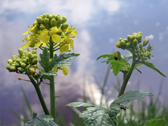 Gelb blühendes Barbarakraut oder Echte Winterkresse, botanischer Name Barbarea vulgaris, mit grünen Blättern auf einer Wiese