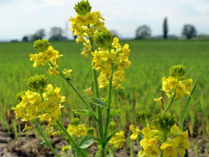 Barbarakraut-Pflanzung mit leuchtend gelben, traubigen Blüten