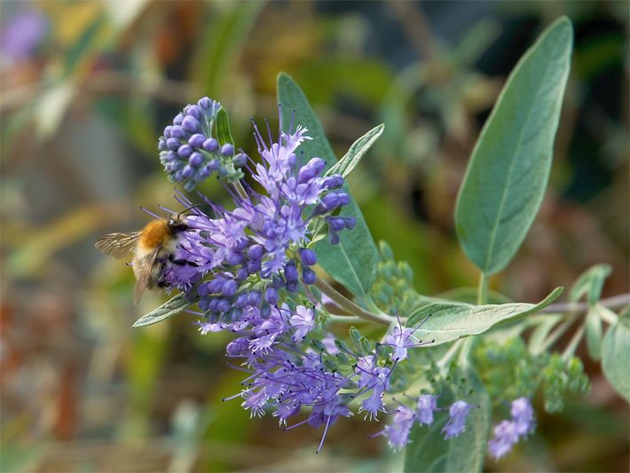 Clandon-Bartblume der Sorte Heavenly Blue mit blau-violetten Blüten, auf einer sitzt eine Hummel