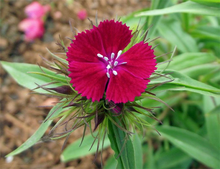 Dunkelrote Blüte einer Bartnelke, botanischer Name Dianthus barbatus, in einem Blumenbeet