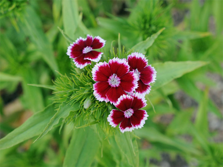 Purpurrote, weiß geränderte Bartnelken-Blüten, botanischer Name Dianthus barbatus, in einem Blumen-Beet