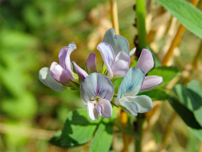 Blass-violette und blass-blaue Blüten mit Flügeln und Schiffchen einer Bastard-Luzerne, auch Bastard-Schneckenklee, botanischer Name Medicago x varia, in einem Garten-Beet