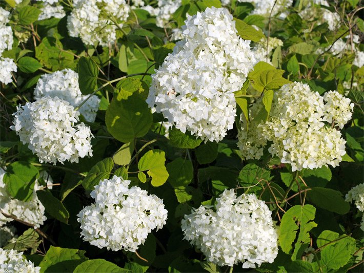 Kugel-Blüten einer Bauernhortensie, botanischer Name Hydrangea macrophylla, in weiß der Sorte The Bride