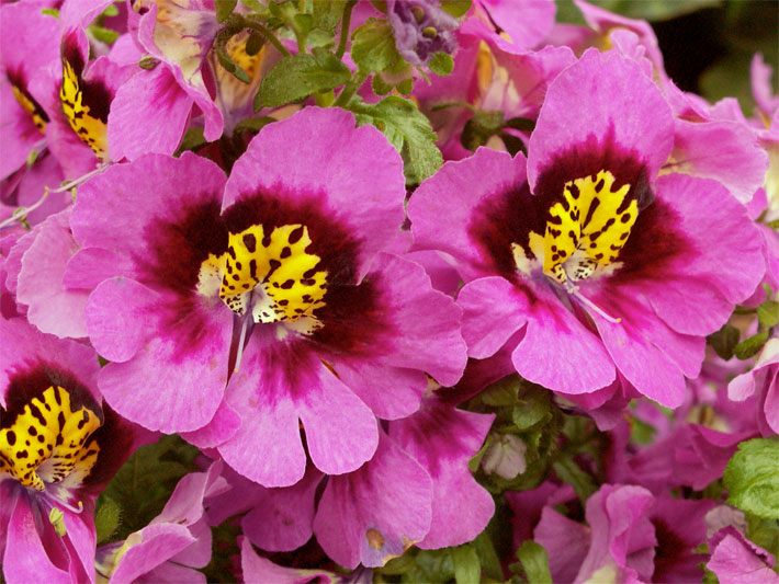 Rosa-violett blühende Bauernorchideen, botanischer Name Schizanthus x wisetonensis, der Sorte Star Parade Mix mit purpur-gelber Blüten-Mitte als Topfblumen auf einer Terrasse