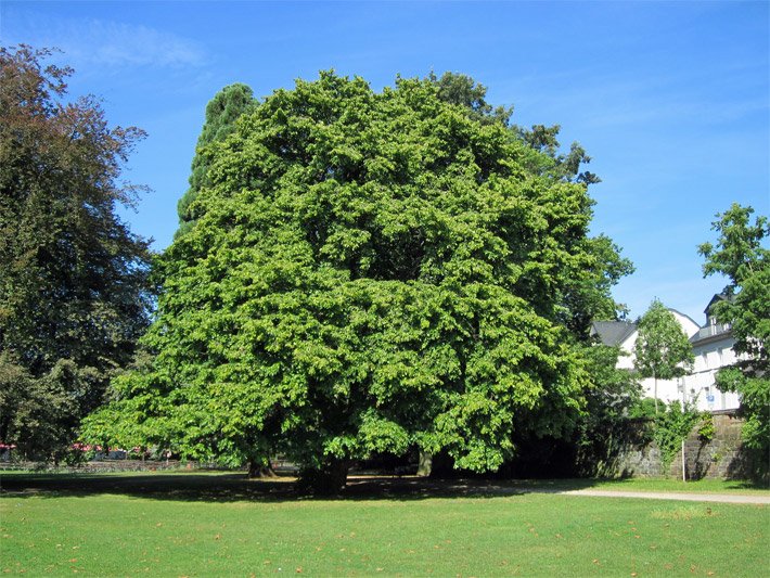 Freistehende Baum-Hasel mit grünen Blättern in einem Park