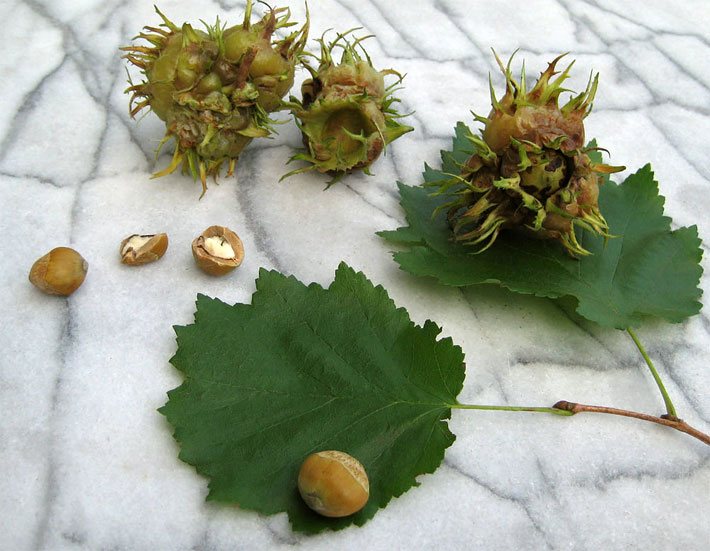 Blätter sowie geöffnete und geschlossene Baumhasel-Früchte auf zwei Blättern auf einer weißen Marmorunterlage
