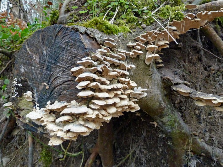 Baumpilze auf einem Stockholz am Hang