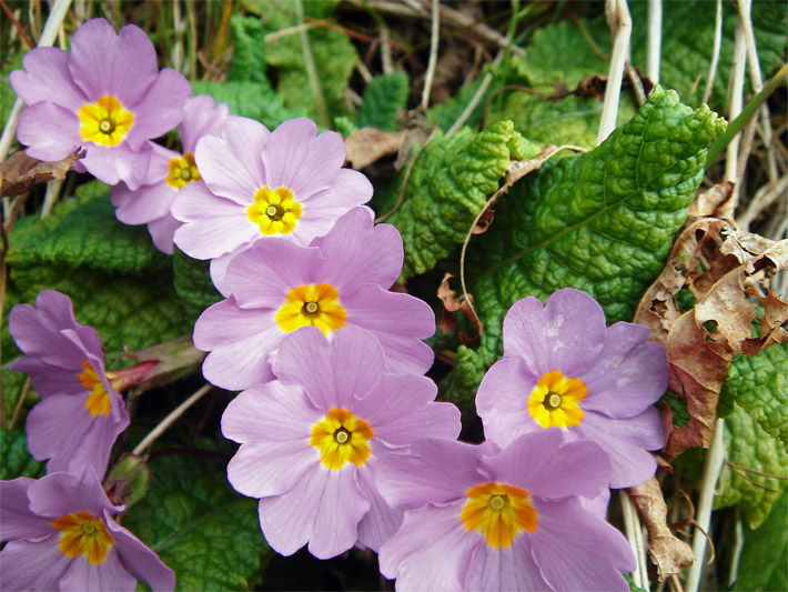 Blass-violette Blüten einer Becher-Primel, botanischer Name Primula obconica