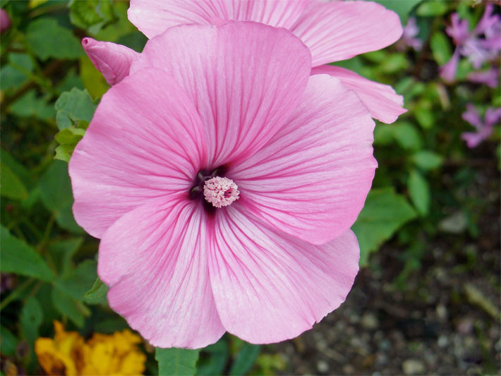 Rosa Blüte einer Bechermalve, botanischer Name Lavatera trimestris