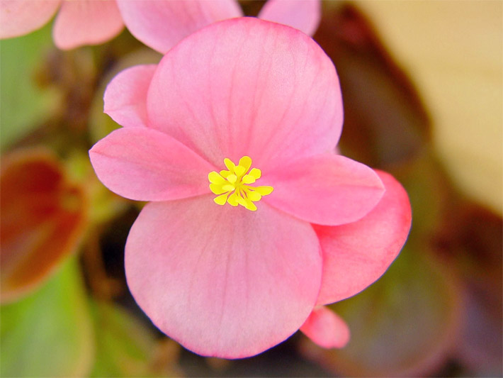 Rosa-rote Blüte mit gelben Staubblättern einer Semperflorens-Begonie, botanischer Name Begonia x semperflorens-cultorum