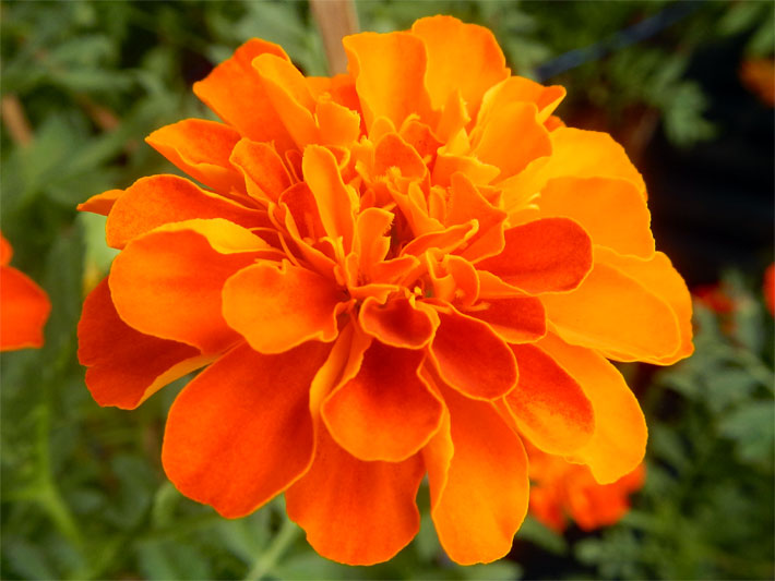 Orange Blüte einer Knollenbegonie, botanischer Name Begonia x tuberhybrida, in Nahaufnahme in einem Blumenbeet