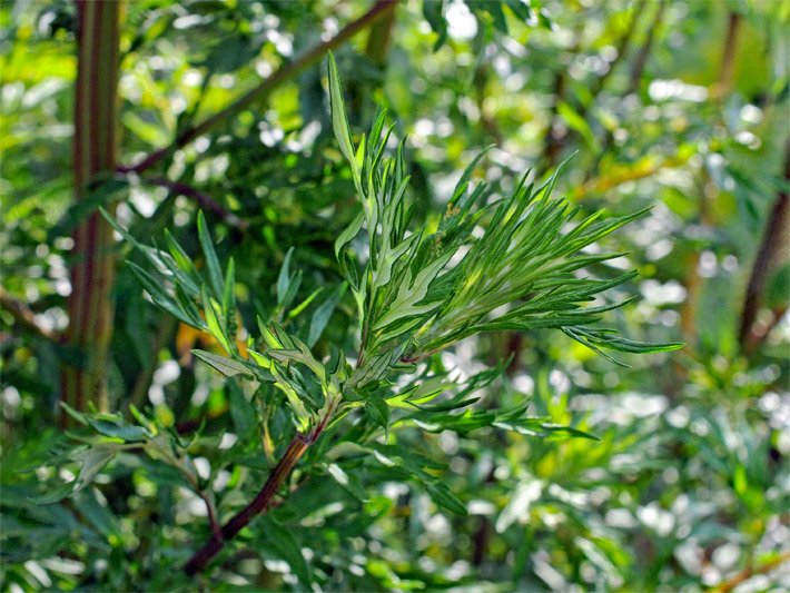 Fiederteilige Beifuß-Blätter mit grüner Oberseite und heller Unterseite