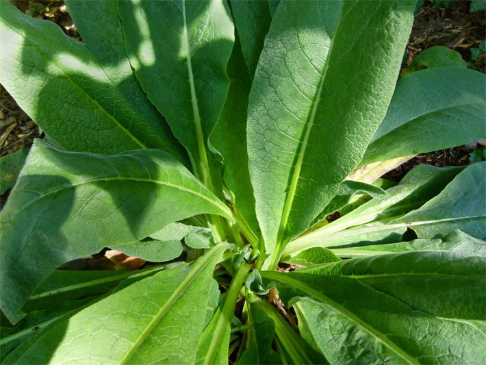 Grüne, länglich-ovale Beinwell-Blätter