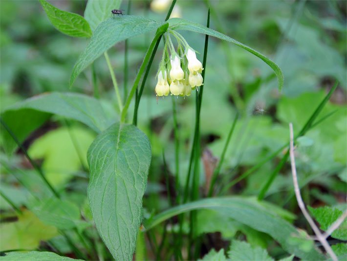 Blass-gelbe Blüten und Blätter von einem Knoten-Beinwell, botanischer Name Symphytum tuberosum