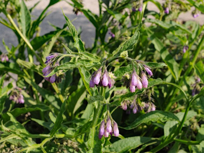 Blass-violette Blüten und grüne Blätter einer Echten Beinwell-Pflanze