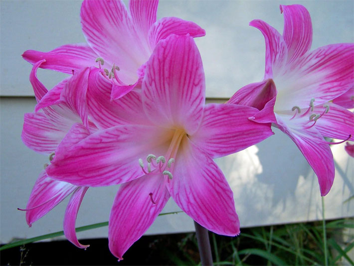 Rosa-rot blühende Belladonnalilie, botanischer Name Amaryllis belladonna