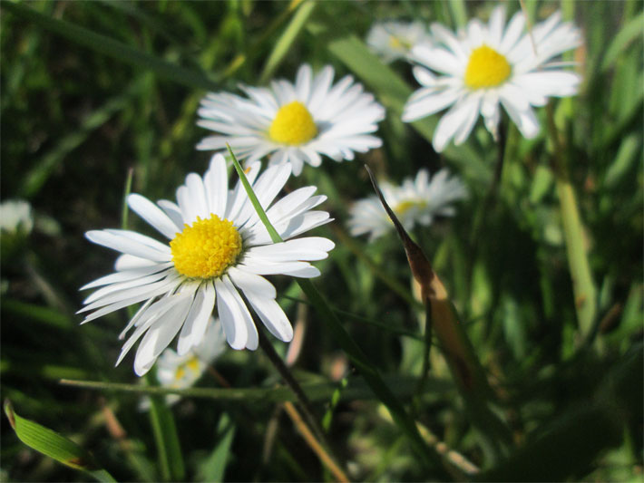 Weiß blühende Gänseblümchen, botanischer Name Bellis perennis, mit gelben Blütenkörbchen auf einer Wiese