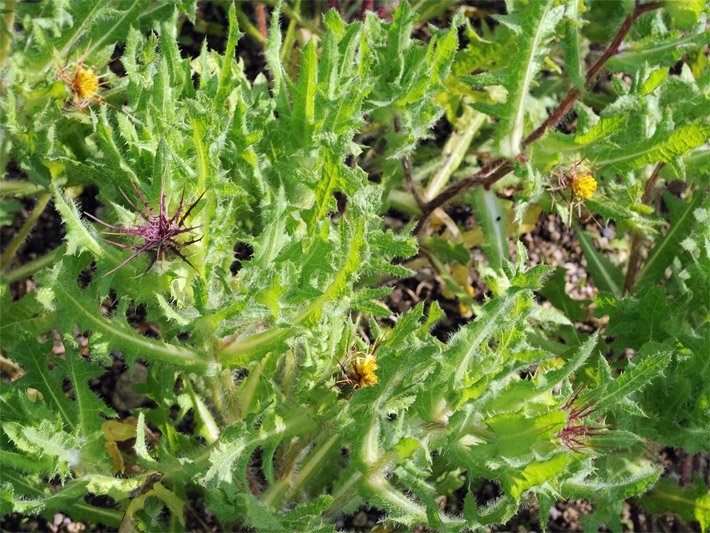 Hellgrüne Benediktenkraut-Pflanzen, botanischer Name Centaurea benedicta, mit stacheligen Blättern