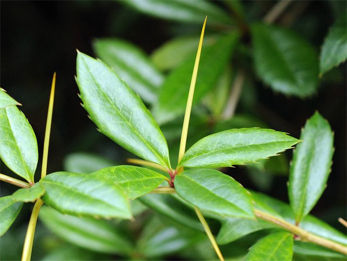 Grüne, gezackte Blätter und lange Blatt-Dornen einer Julianes Berberitze, botanischer Name Berberis julianae