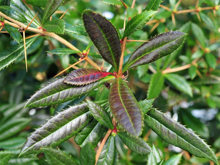 Dunkelgrüne und dunkelrot verfärbte, ledrige Blätter einer Julianes Berberitze, botanischer Name Berberis julianae, mit Dornen am Rand und langen Dornen an den Zweigen