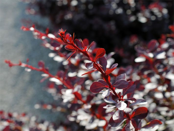 Purpur-rote Blätter und Dornen einer Blutberberitze oder Roten Hecken-Berberitze, botanischer Name Berberis thunbergii atropurpurea