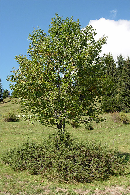 Bergahorn auf einer Alpenwiese unter dem ein Wacholder wächst