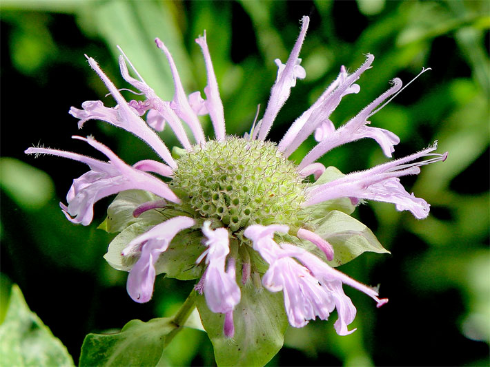Blütenstand einer Wilden Bergamotte oder Indianernessel, botanischer Name Monarda fistulosa, mit grünlicher mittiger Blütenkrone, die umgeben ist von hängenden rosa Blütenblättern, in einem Blumenbeet