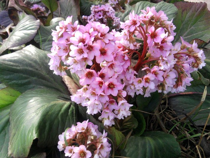 Dunkelgrüne Blätter und rosa-violette Blüten einer Herzblättrigen Bergenie in einem Garten-Beet