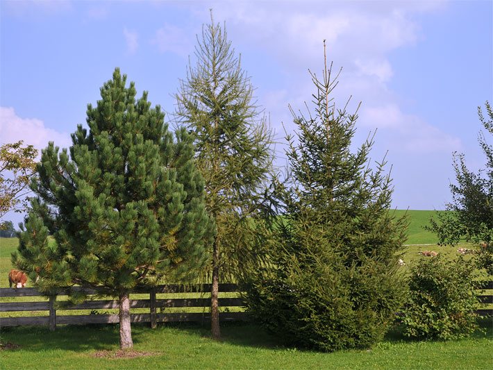 Latschen-/Bergkiefer, Europäischen Lärche und Tanne in einem Garten in Oberbayern