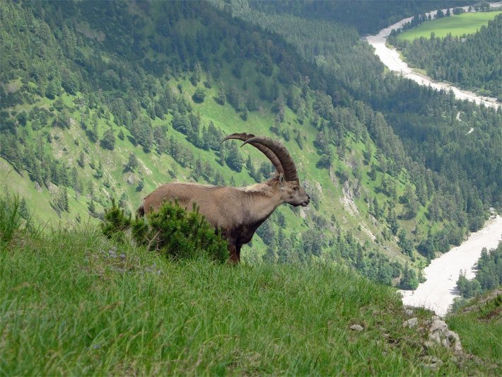 Bergwald in den schweizer Alpen in Talnähe mit einem Steinbock und einer Latschenkiefer im Vordergrund