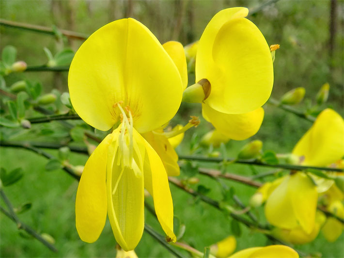 Gelbe, geöffnete / aufgeklappte Blüte (Schmetterlingsblüte) mit Schiffchen und Flügeln mit hervor getretenen Staubfäden von einem Besenginster (Besenstrauch), botanischer Name Cytisus scoparius, in einem Garten