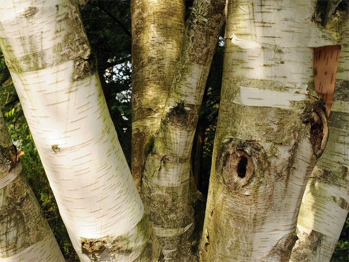 Sich abschälende Rinde einer Himalaya-Birke Betula utilis mit typisch weisser Betulin-Färbung