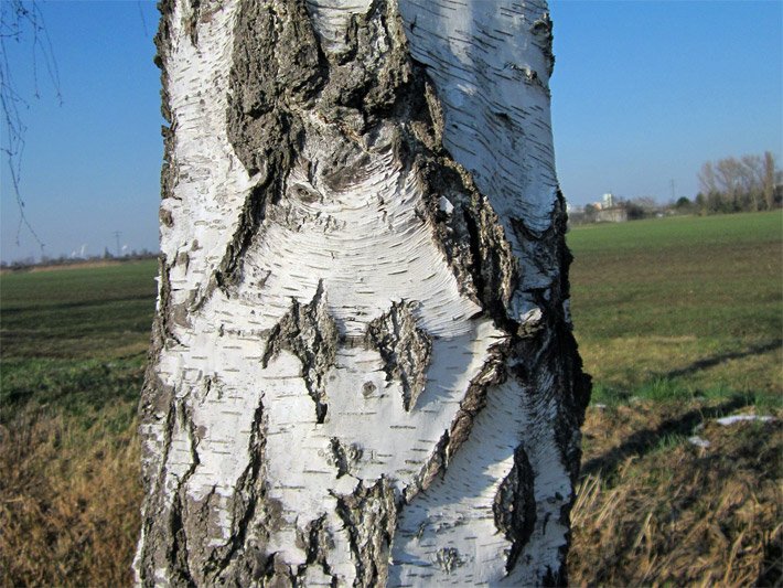 Rinde einer Hänge-Birke mit weißen Betulin-Färbungen