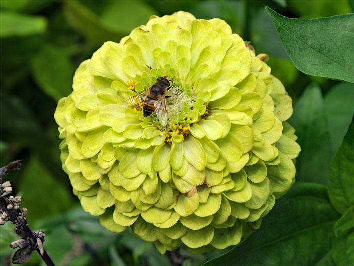 Gelb-grüne Dahlien-Blüte in einem Blumen-Beet, auf der eine Biene sitzt und Nektar saugt