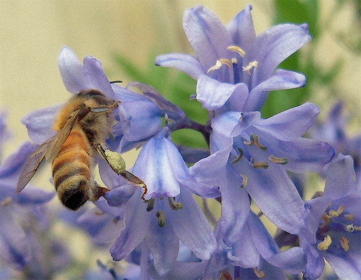 Eine Biene auf einem blau-violett blühenden Spanischen Hasenglöckchen, botanischer Name Hyacinthoides hispanica