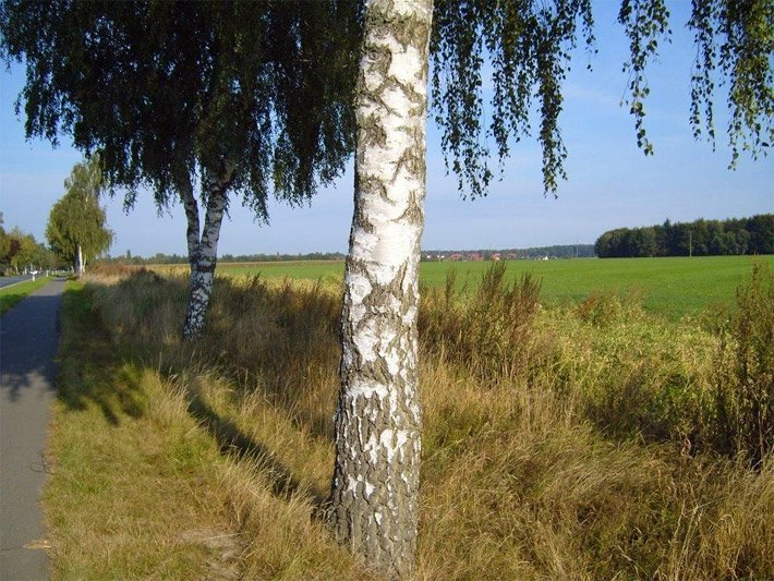 Birkenallee im Sommer auf dem Land, im Vordergrund zwei Hängebirken mit betulin-weißer Borke