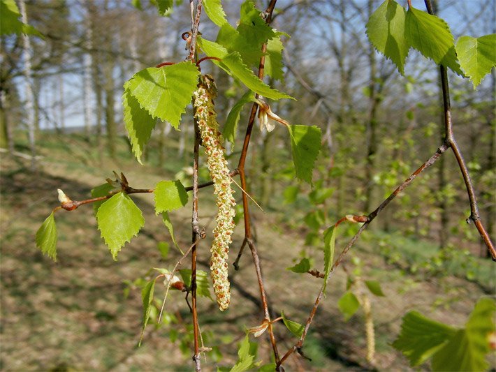 Birkenknospen mit männlichen Birkenblüten an einer Weißbirke/Sandbirke mit jungen Blättern im Frühjahr