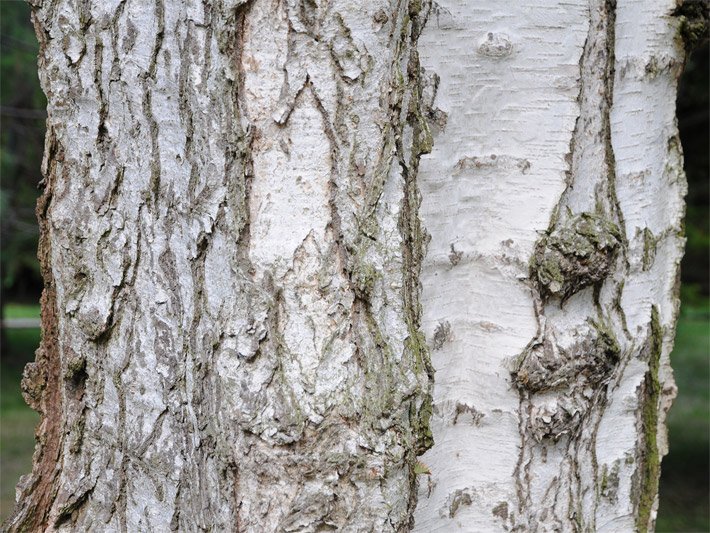 Birkenrinde mit weißer Betulin-Färbung von einer Hängebirke