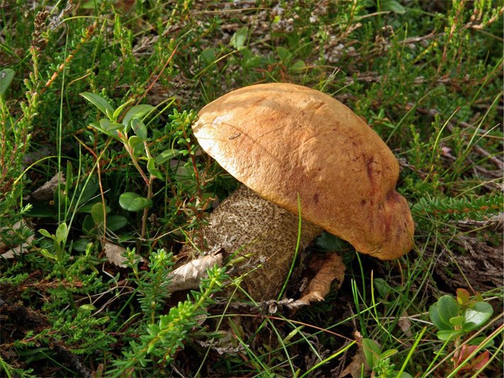 Birkenrotkappe bzw. Heiderotkappe mit gelborangem Pilz-Hut