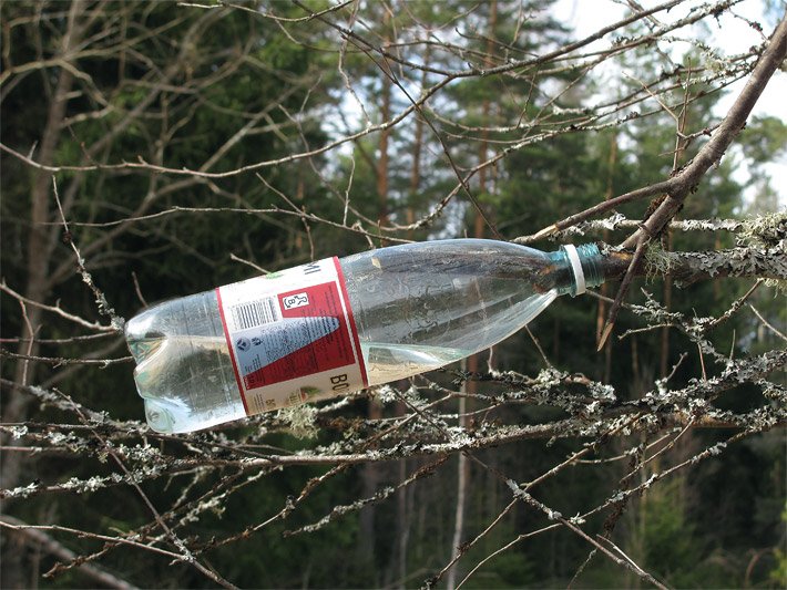 Birkensaft selbst gewinnen mit einer leeren PET-Flasche im Frühling durch Anschneiden eines Astes